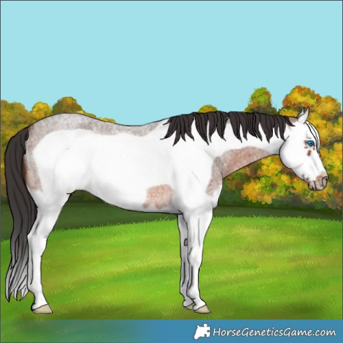 Horse Color:Brown Roan Splash Frame