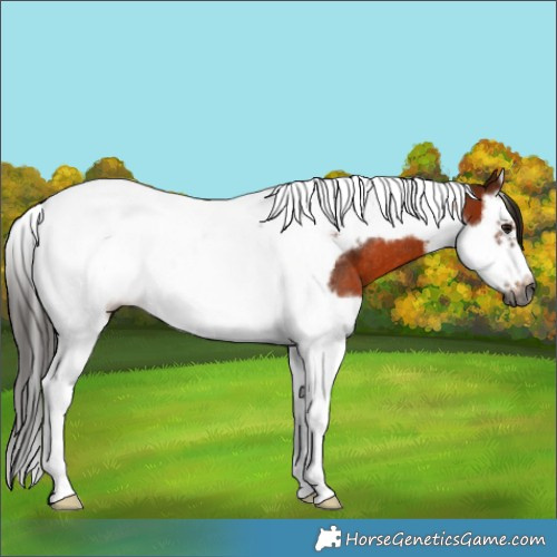 Horse Color:Gray Bay Splash Tobiano Frame Rabicano 