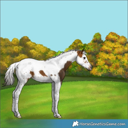 Horse Color:Gray Buckskin Splash Tobiano Frame 