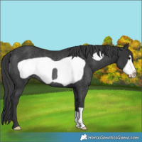 Horse Color:Black Frame Rabicano