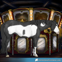 Horse Color:Black Frame Rabicano 