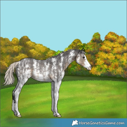 Horse Color:Silver Smoky Black Sabino Rabicano 