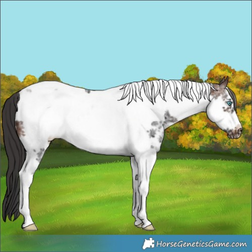 Horse Color:Brown Sabino Tobiano Frame 