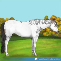 Horse Color:Brown Sabino Tobiano Frame 