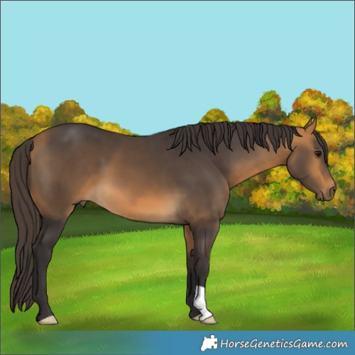 Horse Color:Buckskin 