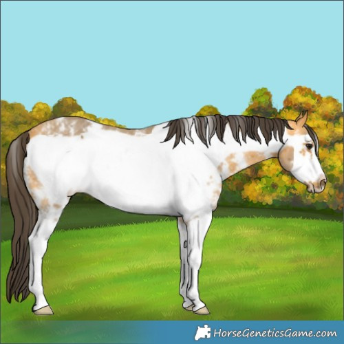 Horse Color:Buckskin Sabino Frame Rabicano