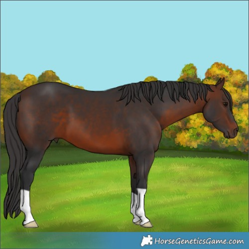 Horse Color:Brown 