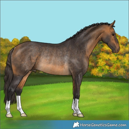 Horse Color:Buckskin Rabicano