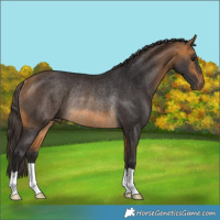 Horse Color:Buckskin Rabicano