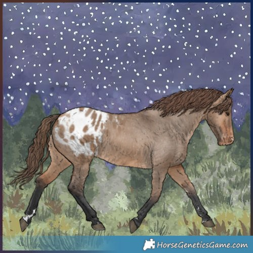 Horse Color:Bay Dun Appaloosa 