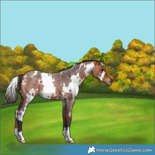 Horse Color:White Spotted Bay Roan 