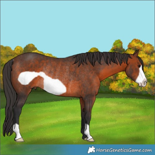 Horse Color:Brown Frame Rabicano 