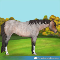 Horse Color:Bay Roan Rabicano 