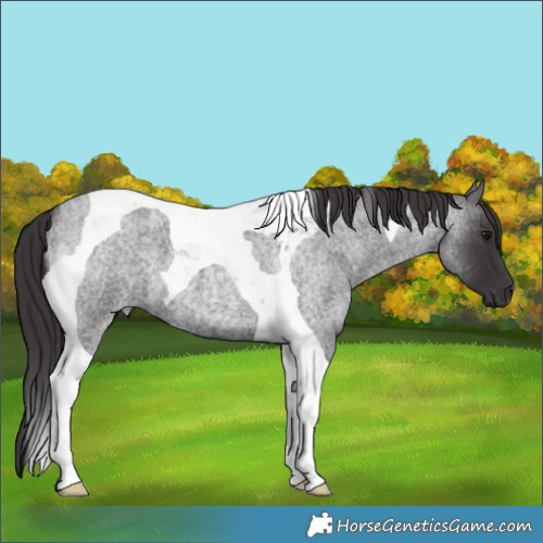 Horse Color:Smoky Blue Roan Tobiano 