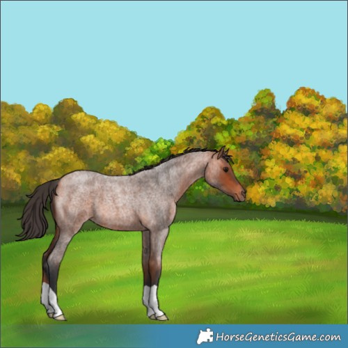 Horse Color:Bay Roan 
