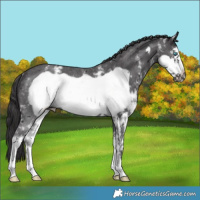 Horse Color:Smoky Black Sabino Frame Rabicano