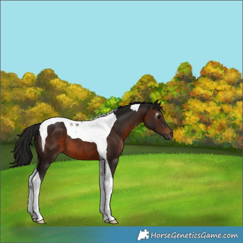 Horse Color:Gray Brown Tobiano 