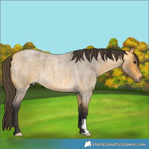 Horse Color:Buckskin Roan 