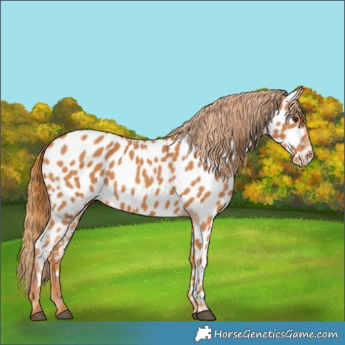 Horse Color:Chestnut Appaloosa 