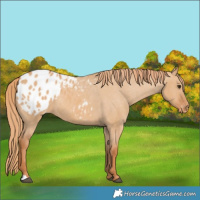 Horse Color:Red Dun Appaloosa 
