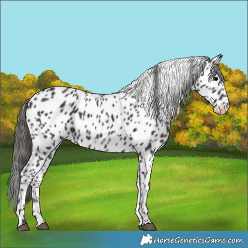Horse Color:Black Appaloosa