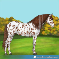 Horse Color:Chestnut Near Leopard 