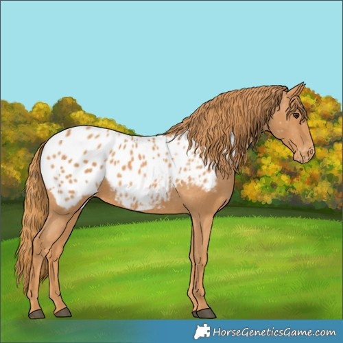 Horse Color:Chestnut Appaloosa