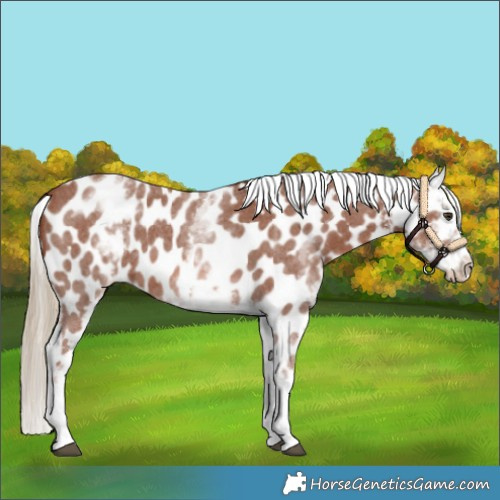 Horse Color:White Spotted Chestnut Sabino Near Leopard