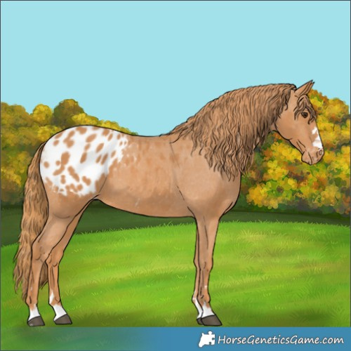 Horse Color:Chestnut Appaloosa 