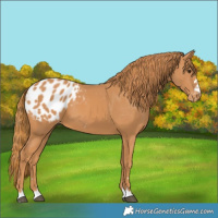 Horse Color:Chestnut Appaloosa