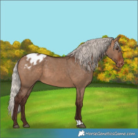 Horse Color:Silver Brown Dun Varnish 