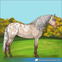 Horse Color:Silver Bay Dun Appaloosa 