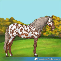 Horse Color:Chestnut Near Leopard 