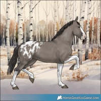 Horse Color:Grullo Splash Tobiano Appaloosa