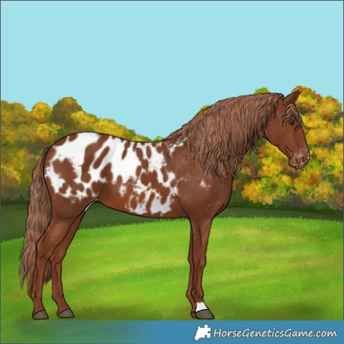 Horse Color:Chestnut Appaloosa