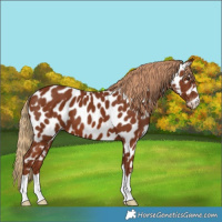 Horse Color:Chestnut Near Leopard 