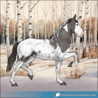 Horse Color:Grullo Splash Tobiano Near Fewspot 