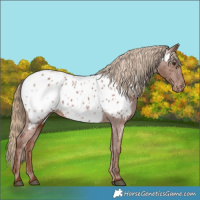 Horse Color:Chestnut Appaloosa