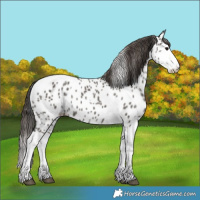 Horse Color:Grullo Splash Tobiano Appaloosa 