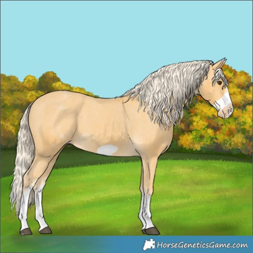 Horse Color:White Spotted Palomino Splash Frame Appaloosa 
