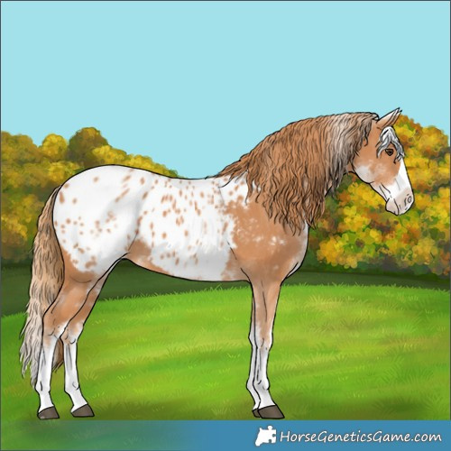 Horse Color:White Spotted Chestnut Splash Appaloosa 