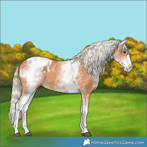 Horse Color:White Spotted Chestnut Splash Appaloosa 
