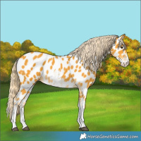 Horse Color:White Spotted Palomino Splash Appaloosa 