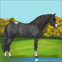 Horse Color:Black Appaloosa Rabicano 
