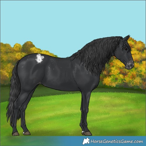 Horse Color:Black Appaloosa Rabicano 