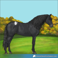 Horse Color:Black Varnish Rabicano 