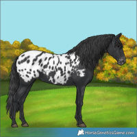 Horse Color:Black Near Leopard Rabicano 