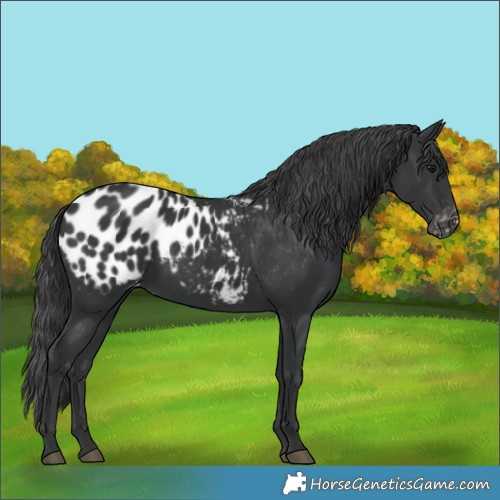 Horse Color:Black Appaloosa Rabicano 