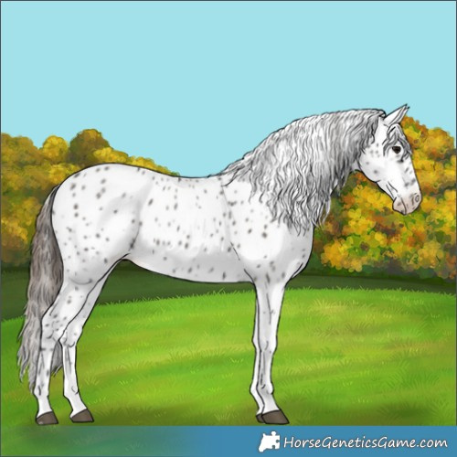 Horse Color:Grullo Tobiano Appaloosa 