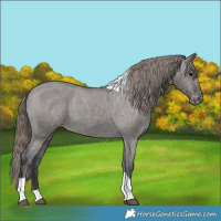 Horse Color:Grullo Tobiano Varnish 